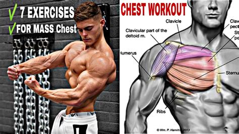 chest excersizes|best chest exercises for mass.